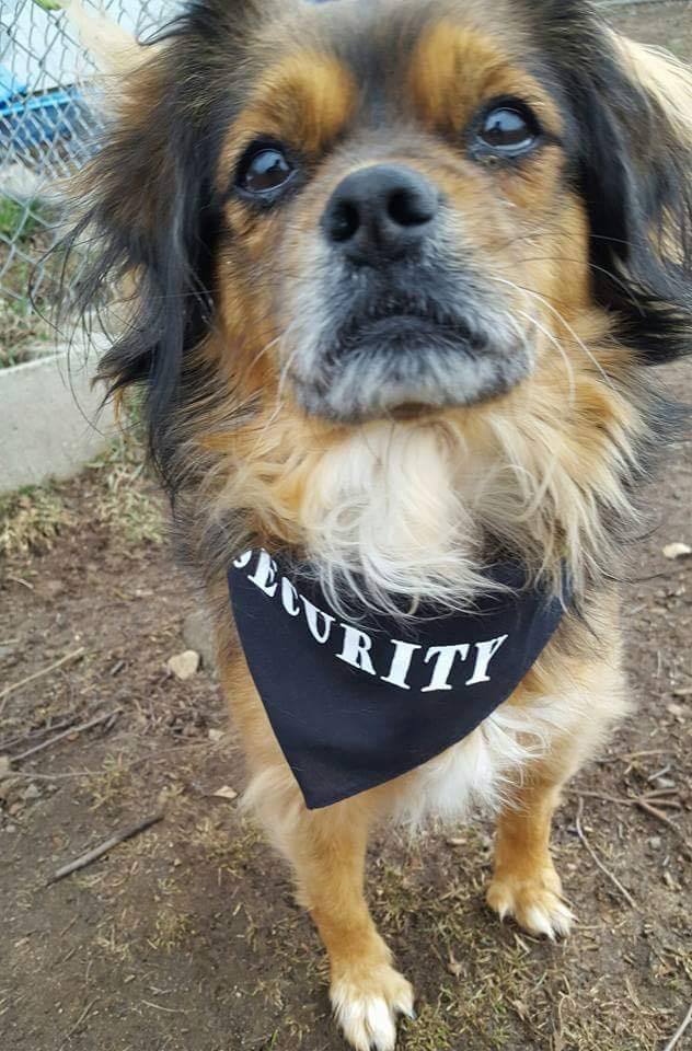 Security dog sales bandana