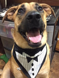 Tuxedo with Black Tie Bandana - FunDogBandanas