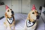 Tuxedo with Black Tie Bandana - FunDogBandanas