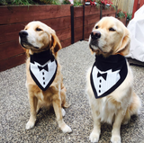 Tuxedo with Black Tie Bandana - FunDogBandanas