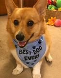 BEST DOG EVER Bandana - FunDogBandanas