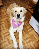 Plaid & Polka Hearts Bandana