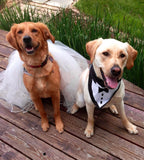 Tuxedo with Black Tie Bandana - FunDogBandanas