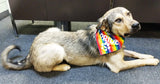 PRIDE Bandana - FunDogBandanas