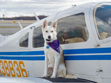 CoPilot Bandana - FunDogBandanas