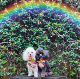 PRIDE Bandana