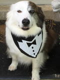 Tuxedo with Black Tie Bandana - FunDogBandanas