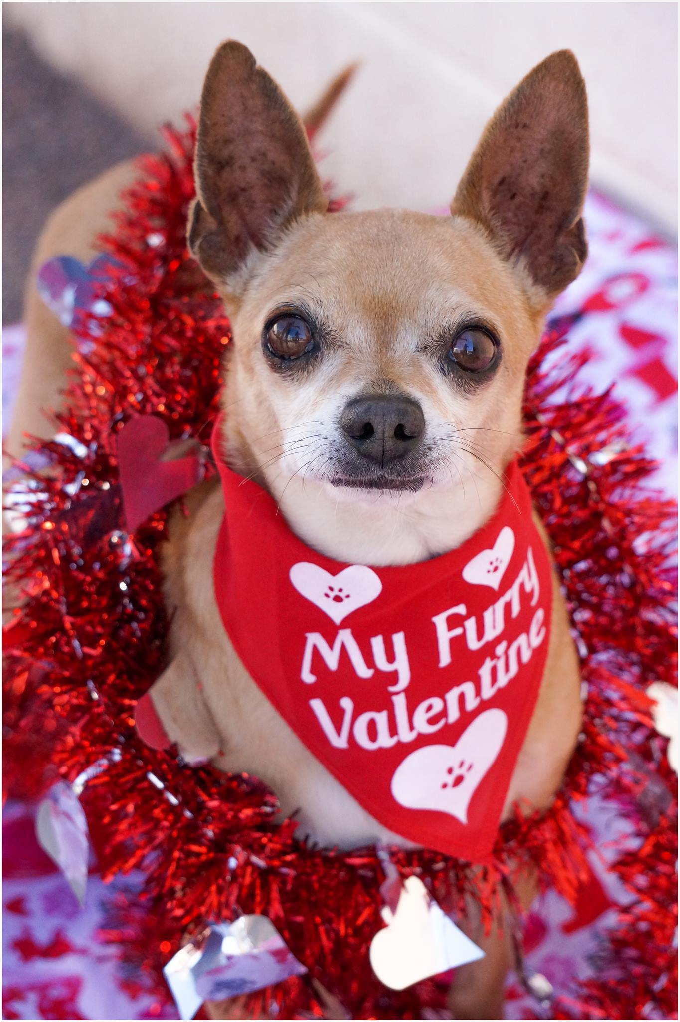 Dog valentine bandana top