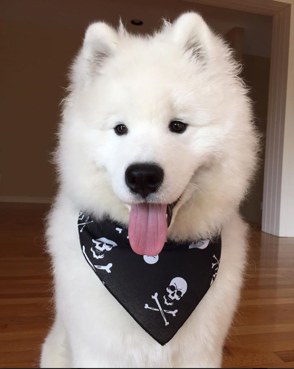 Skull and Crossbones Bandana – FunDog Bandanas (DogPerk)