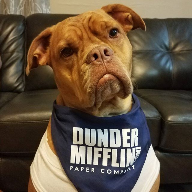 Dunder mifflin dog shirt hot sale