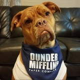 Dunder Mifflin Bandana - FunDogBandanas