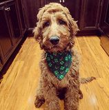 Luck of the Irish Bandana - FunDogBandanas