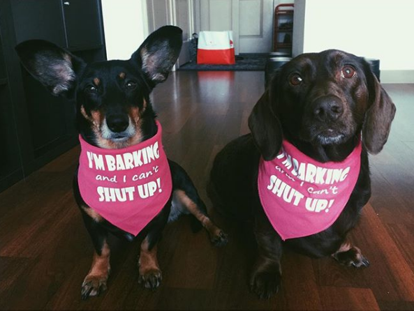 Dog bandanas store with funny sayings