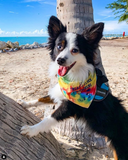 It's Treat-O-Clock Somewhere Bandana