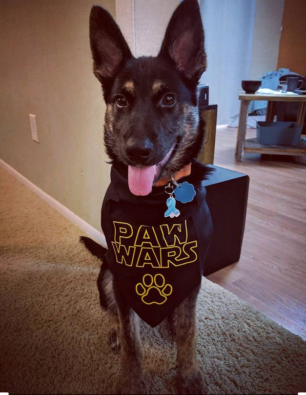 Star wars 2024 bandana for dogs